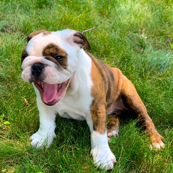 Augustus Fudge - Picture 2 of 3